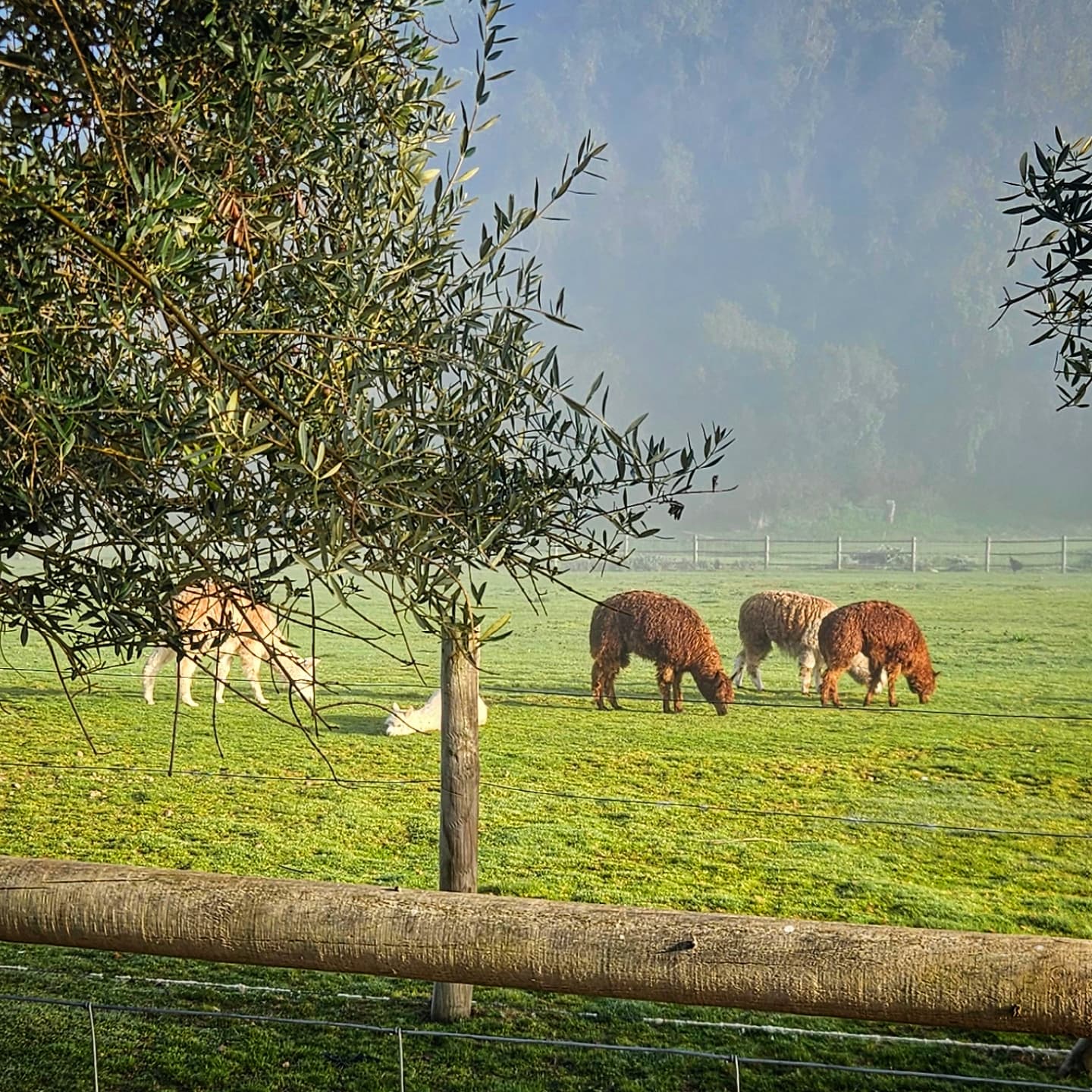 Amanece en el Valle de Casablanca y la vaguada costera se retira, momento que las temperaturas vuelven a subir. Los alpacos disfrutan el pasto fresco y húmedo de la mañana en Estancia El Cuadro.
www.elcuadro.cl