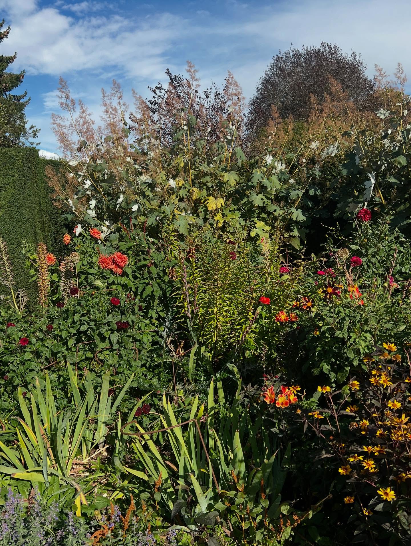The garden still looking lovely as well as lots of dahlias!