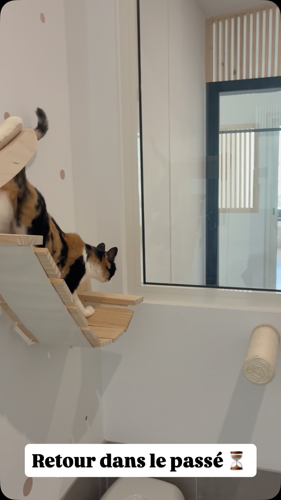 Petit retour en arrière, car beaucoup d’entre vous me demandent souvent à quoi ressemblaient les lieux avant …
Eh bien, pour être honnête : il n’y avait pas grand-chose ! 🥵
Il a fallu beaucoup d’imagination (et pas mal d’huile de coude). 💪
Heureusement, j’ai été très bien accompagnée et entourée tout au long du projet.
Le résultat est encore plus chouette que ce que j’avais pu imaginer 🤩
Et aujourd’hui, grâce à vous et à vos adorables chats , l’hôtel vit 🐾
#larecreduchat #aixenprovence #pensionpourchats #aixmaville #hotelpourchats #chat #hotelpourchat #cat #letholonet #passionchat #travaux