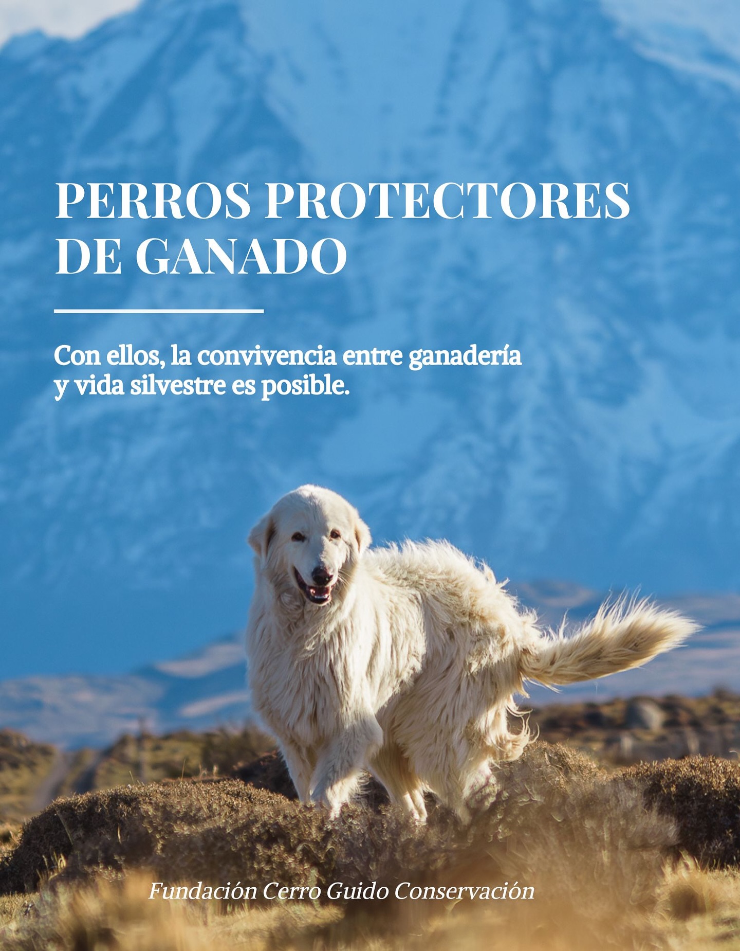 Guardianes de la coexistencia 🐾
Nuestros perros protectores comparten cada día y cada noche con las ovejas, cuidándolas de depredadores como el puma y evitando así la caza de fauna silvestre.
Son el puente que nos permite conservar al puma y mantener la ganadería, creando un equilibrio único entre producción y conservación.
💚 Gracias a @nomade.pet, estos leales guardianes tienen alimento y energía asegurados todo el año para seguir protegiendo y cuidando.
–
Guardians of Coexistence 🐾
Our guardian dogs spend every day and night alongside the sheep, protecting them from predators like the puma and preventing the hunting of wildlife.
They are the bridge that allows us to conserve the puma while maintaining livestock production, creating a unique balance between production and conservation.
💚 Thanks to @nomade.pet, these loyal guardians have food and energy secured all year round to keep protecting and caring.
📸: @fundacioncerroguido
📍: @estancia.cerroguido
#GanaderíaSustentable #FundaciónCerroGuido #ConservaciónPatagónica #PerrosProtectores