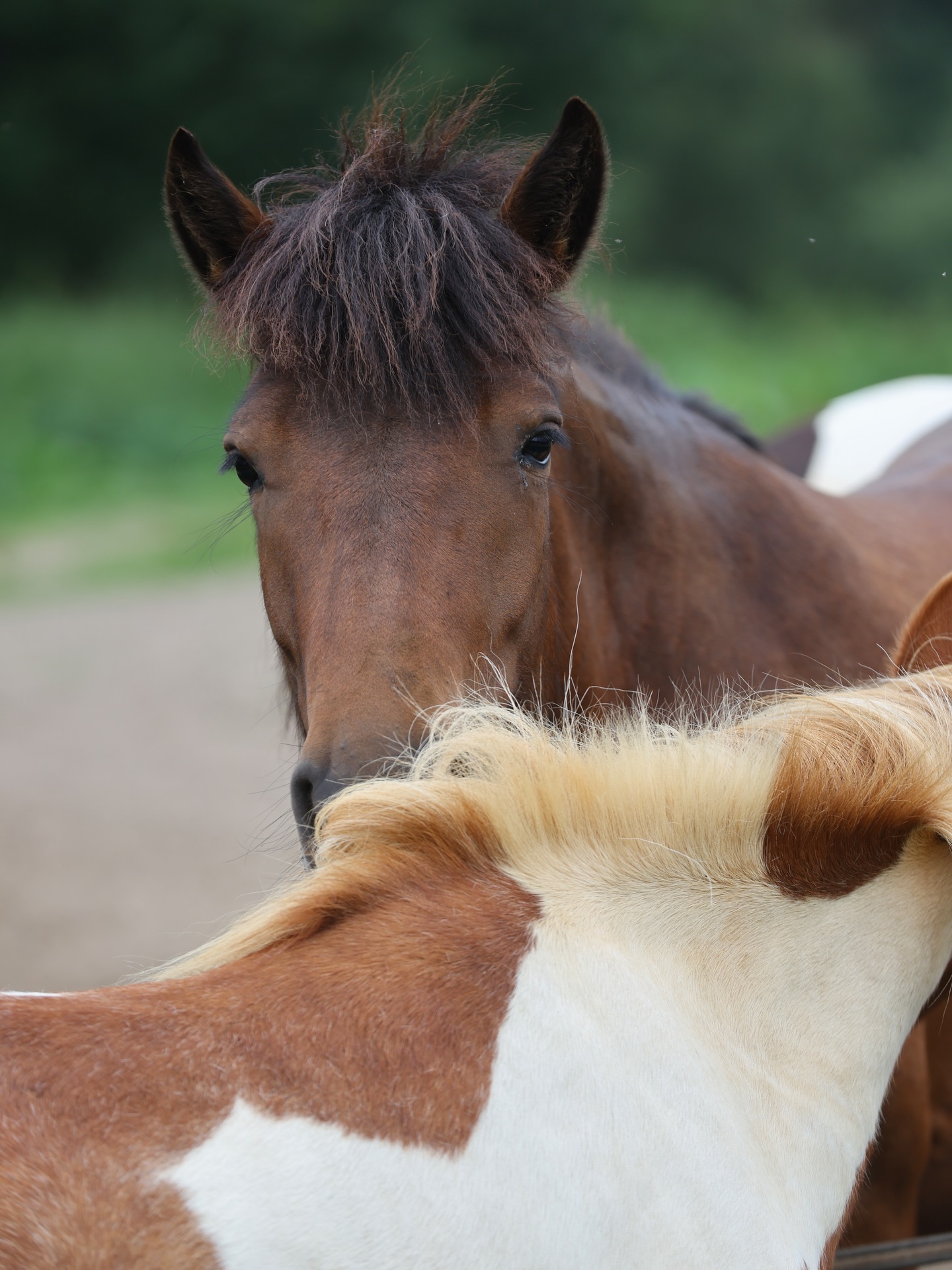Foldhygge på Østerlund🤠🦄🫶🏼 #østerlundridelejr #danmarkssjovesteridelejr