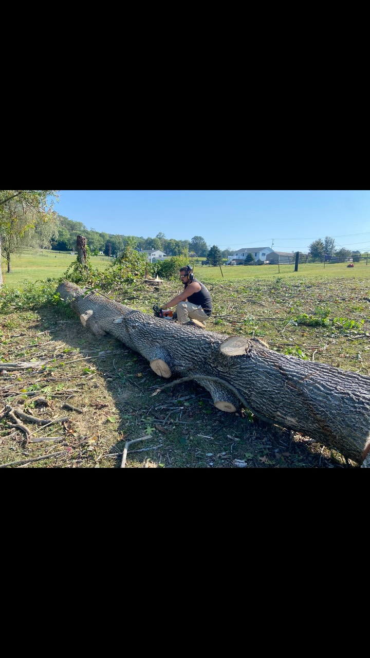 Two ash trees removed and oak branches lifted, the last ash tree will be taken care of at a later date #willspropertymaintenance #wpm #lawncare #treeservice #treecare #treeandlawncare #treecareindustry