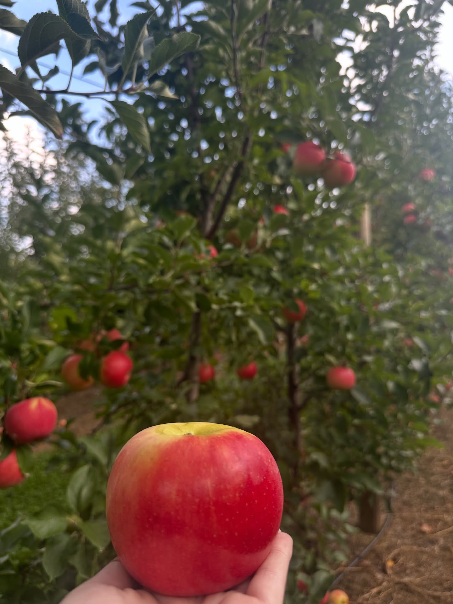 Ruby Rush is here and she’s gorg😍 she’s sweet with the right amount of tart, with a nice crunch! You can pick this unique variety right from the orchard on Saturdays & Sunday, 10:00 am-5:00 pm!