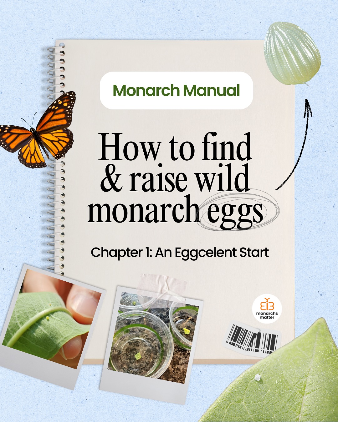 After 3 years of raising and tagging 150+ monarch butterflies with youth, we are compiling our best tips in our Monarch Manual series for you to start your monarch adventure next summer! Here, we are excited to present Chapter I: An Eggcelent Start 🦋🌱
Follow to get notified for Chapter II: The Very Hungry Caterpillar 🐛
#monarchsmatter #monarchbutterflies #monarchegg #butterflylifecycle #raisingbutterflies #monarchmanual #butterflylover #environmentalconservation #communityscience #familyfriendly #youthaction #natureathome #summeractivitiesforkids #nativepollinators #threatenedspecies