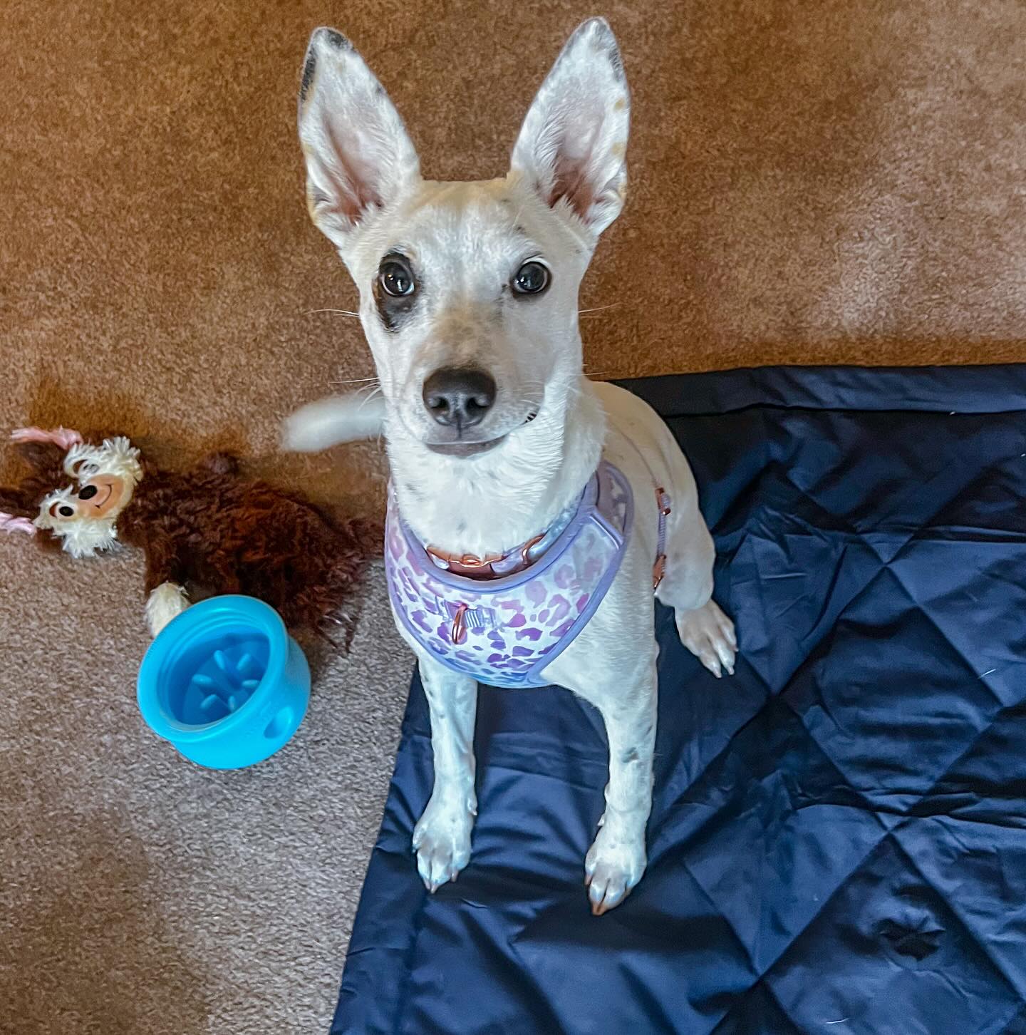 Sometimes all a client needs is a little support getting their new pup settled in. With some clicker coaching and a few foundation skills, this sweet one picked things up quickly and the goals were met. 💛
The hard part? Falling in love with a dog and then having to say goodbye. If I’ve done my job well, they don’t need me anymore (though I secretly hope for a reason to reconnect 🐾). Maybe I should add a clause for quarterly pup updates… kidding, not kidding 😉