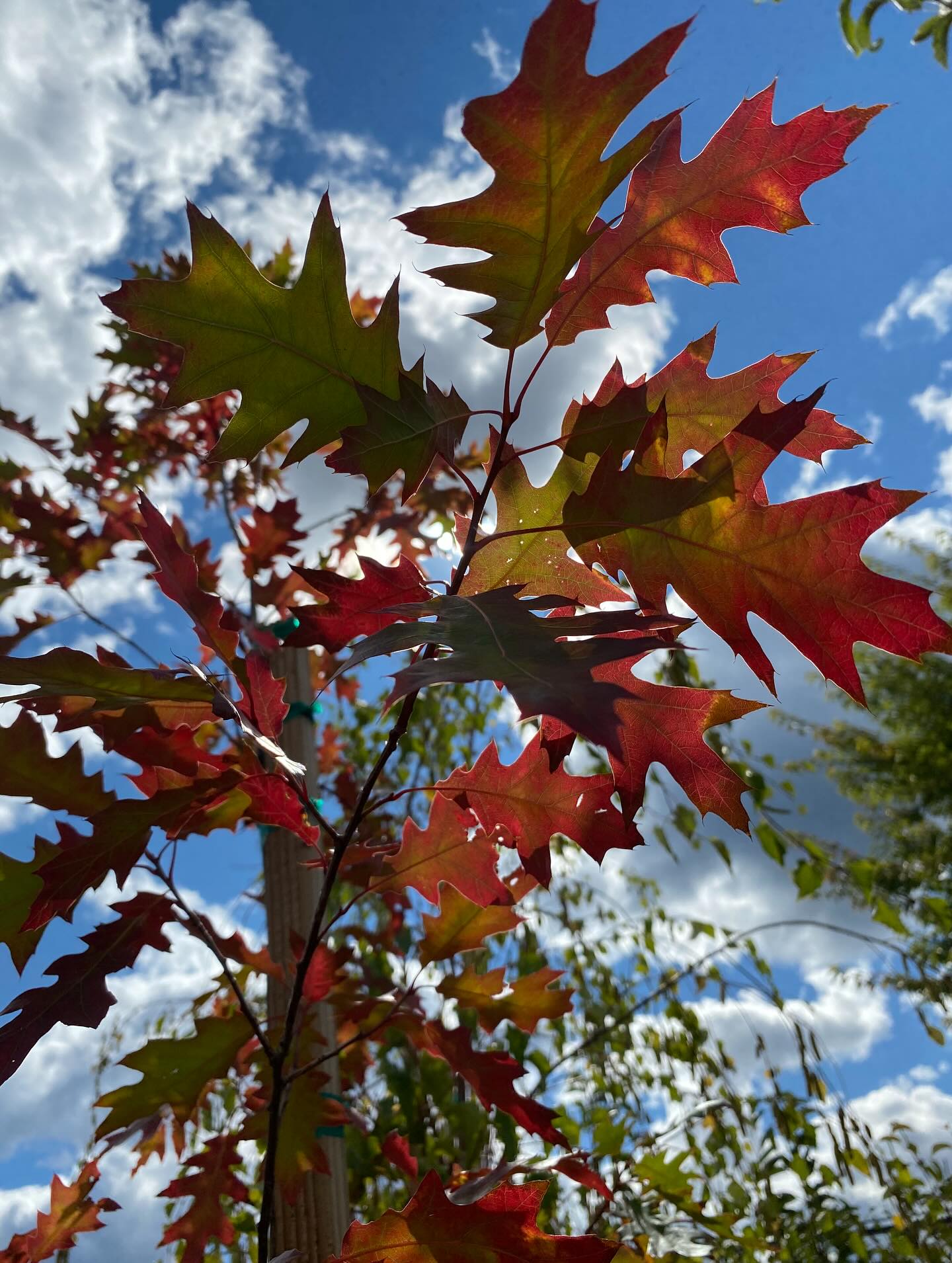 Did someone say tree delivery?!? Just in time for a smooth fall transition 🍂
It is perfect tree and shrub planting time! The cooler nights give the big plants an easier time retaining moisture and suffer from less transplant shock. Getting them in the ground now gives them ample time to develop their root system before showing off for a new season of beautiful foliage, flowers, or fruit. 🌳🍎🌸
Big shrubs, 5gallon, 15 gallon, and even 20 gallon trees. Come check them out!