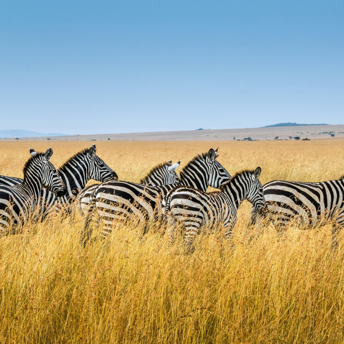 Nous avons le plaisir d’annoncer que nous représenterons désormais
@dmcgreeninspirations , un acteur incontournable du sur-mesure, du
corporate et du MICE en Tanzanie, Kenya, Ouganda et Rwanda.
Récompensé à de multiples reprises (Tanzania’s Leading DMC, Africa’s
Best MICE Organiser…), engagé dans une démarche durable (Biosphere
Sustainable) et membre des plus grandes associations internationales
(ADMEI, ICCA, SITE, IATA), Green Inspiration est synonyme d’excellence
et d’innovation.
Atout majeur pour nos marchés francophones : deux collaborateurs surplace parlent parfaitement français et sont à la disposition des
agences et TO.
N'hésitez pas à nous contacter pour échanger sur cette belle nouveauté
et explorer ensemble toutes les possibilités offertes par Green
Inspirations DMC-Shades of Green Safaris LTD.
#dmc #greeninspiration #tanzanie #Kenya #Ouganda #Rwanda #travel