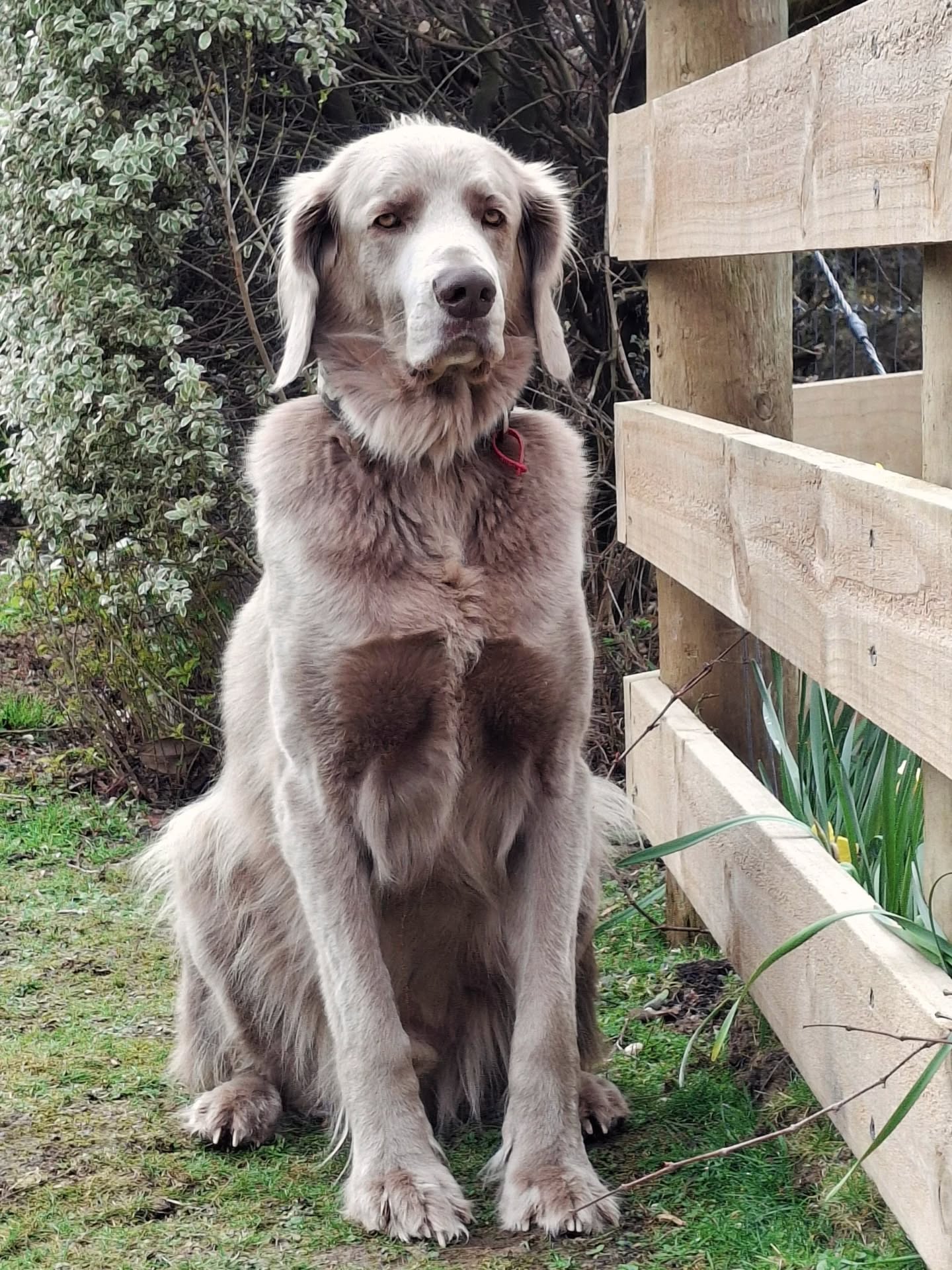 My beautiful boys, Bodhi and Mo. ❤️🐾