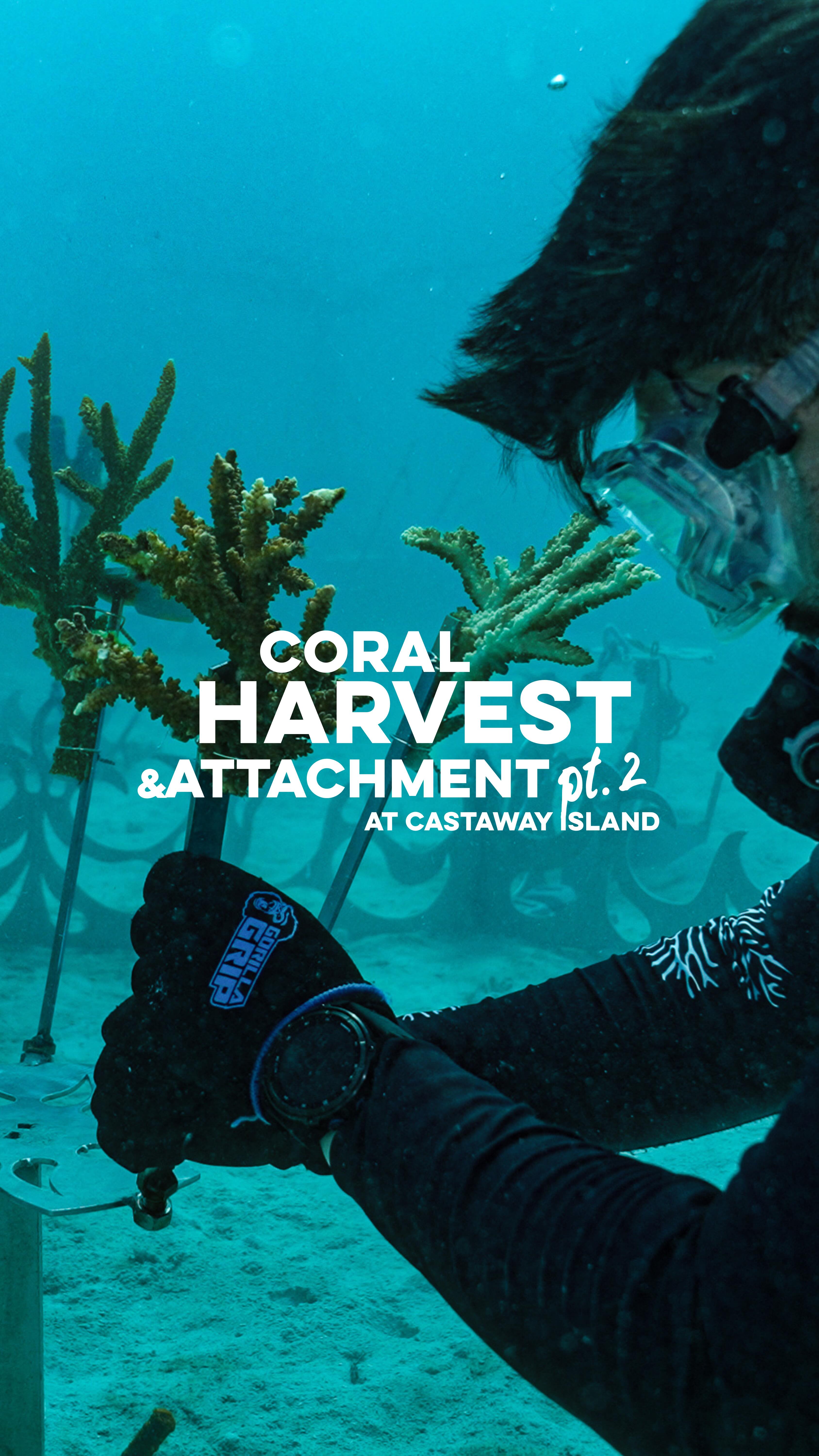 More parent corals, more future reef. Pt.2 of the coral harvesting and attachment process for @castawayislandfiji 's Sculptural Coral Gene Bank @outriggerresorts 🪸 🇫🇯 🌎