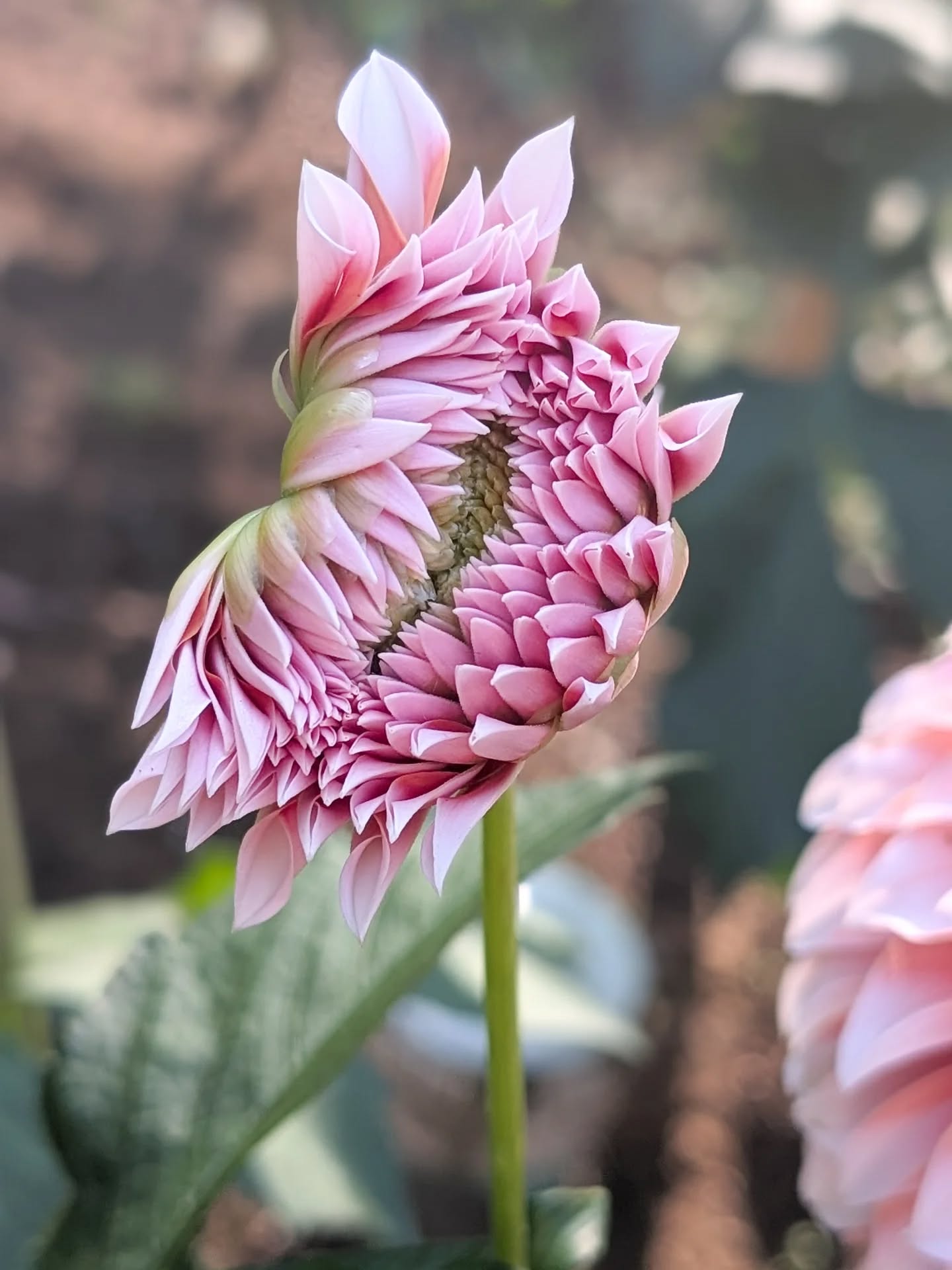Swipe to find out what I cannot help but see every single time I look at this cutie.
#gigharborflowers #peachesandcreamdahlia #dahlias #gigharbormoms #florist #flowerhumor