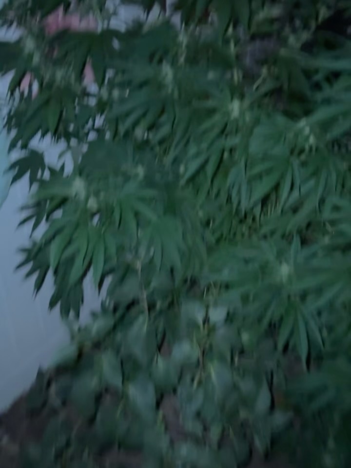 NIGHT SHOTS Narrated by Sir David Attenborough!
Another couple episodes will be airing soon!
😝♟️🧙♂️👁️💜