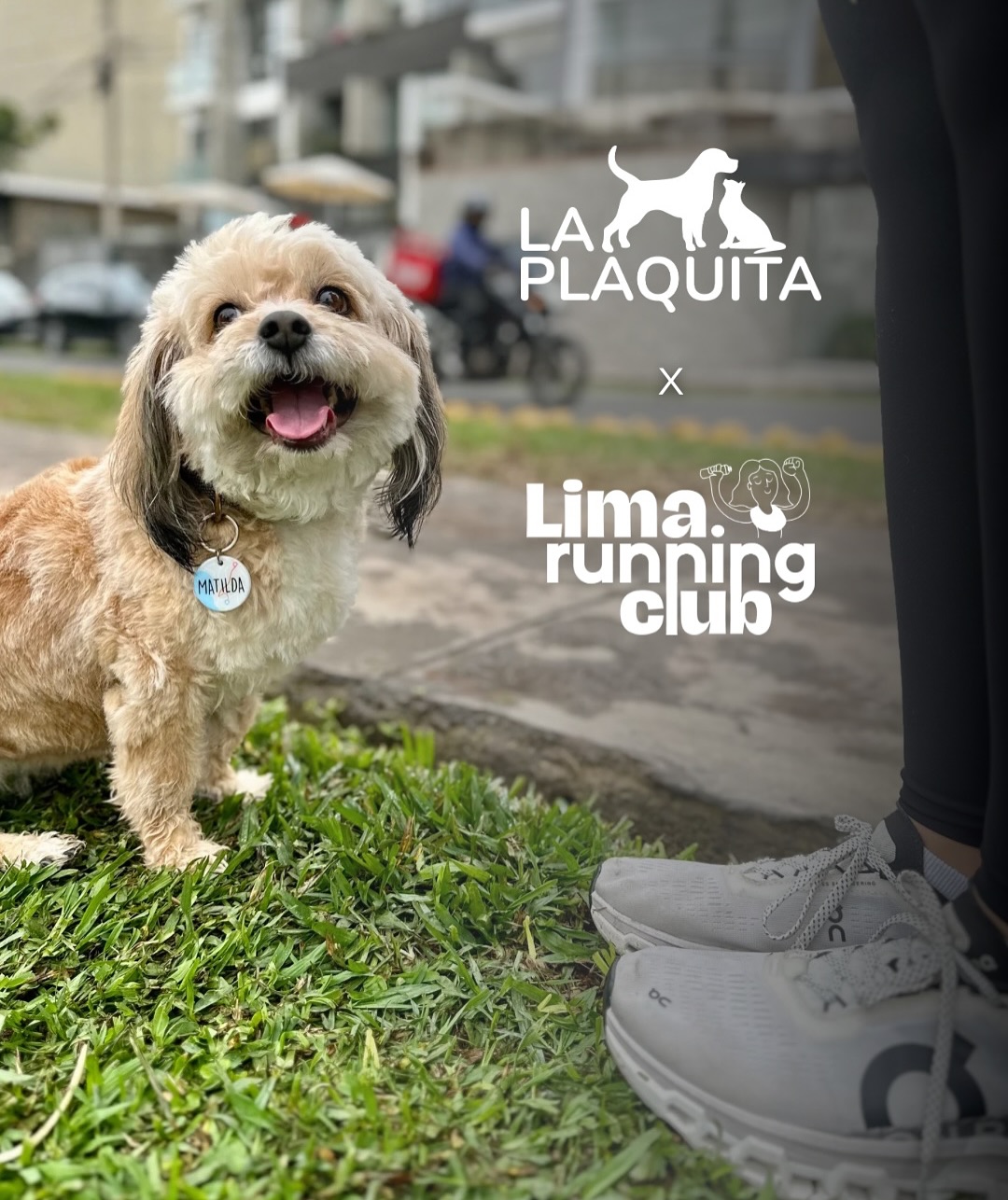 🏃♀️🐾 Cada kilómetro se disfruta más cuando ellos también son parte del camino 💖
Una plaquita de identificación puede ser pequeña, pero tiene un significado enorme: que nunca se pierda lo que más queremos.
Esta colección celebra a los peluditos que nos esperan en casa, nos inspiran y nos llenan de amor en cada meta. ✨
👉 Desliza y descubre los diseños creados por @laplaquita en colaboración con @limarunningclub para proteger e identificar a tu mascota 🐶🐱
Ya disponibles en laplaquita.pe 💻