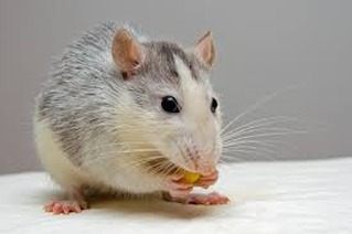 🚨 Souris dans les maisons et locaux : un petit envahisseur, de gros dégâts 🐭
L’infiltration de souris est un problème bien plus fréquent qu’on ne le pense. Ces rongeurs, capables de se faufiler par une ouverture de seulement 6 mm, peuvent rapidement transformer un espace de vie ou de travail en terrain infesté.
👉 Les risques :
Dégradations des câbles, isolations et structures.
Contamination alimentaire et propagation de bactéries.
Impact direct sur l’image et la sécurité d’un local professionnel.
💡 Prévenir, c’est protéger !
Inspecter régulièrement les points d’accès (fissures, trous, gaines techniques).
Stocker les denrées alimentaires dans des contenants hermétiques.
Maintenir une hygiène rigoureuse des espaces.
Faire appel à un professionnel pour une intervention ciblée et durable.
En matière de nuisibles, la rapidité d’action fait toute la différence. Un petit signe d’activité doit être pris au sérieux avant que la colonie ne s’installe.