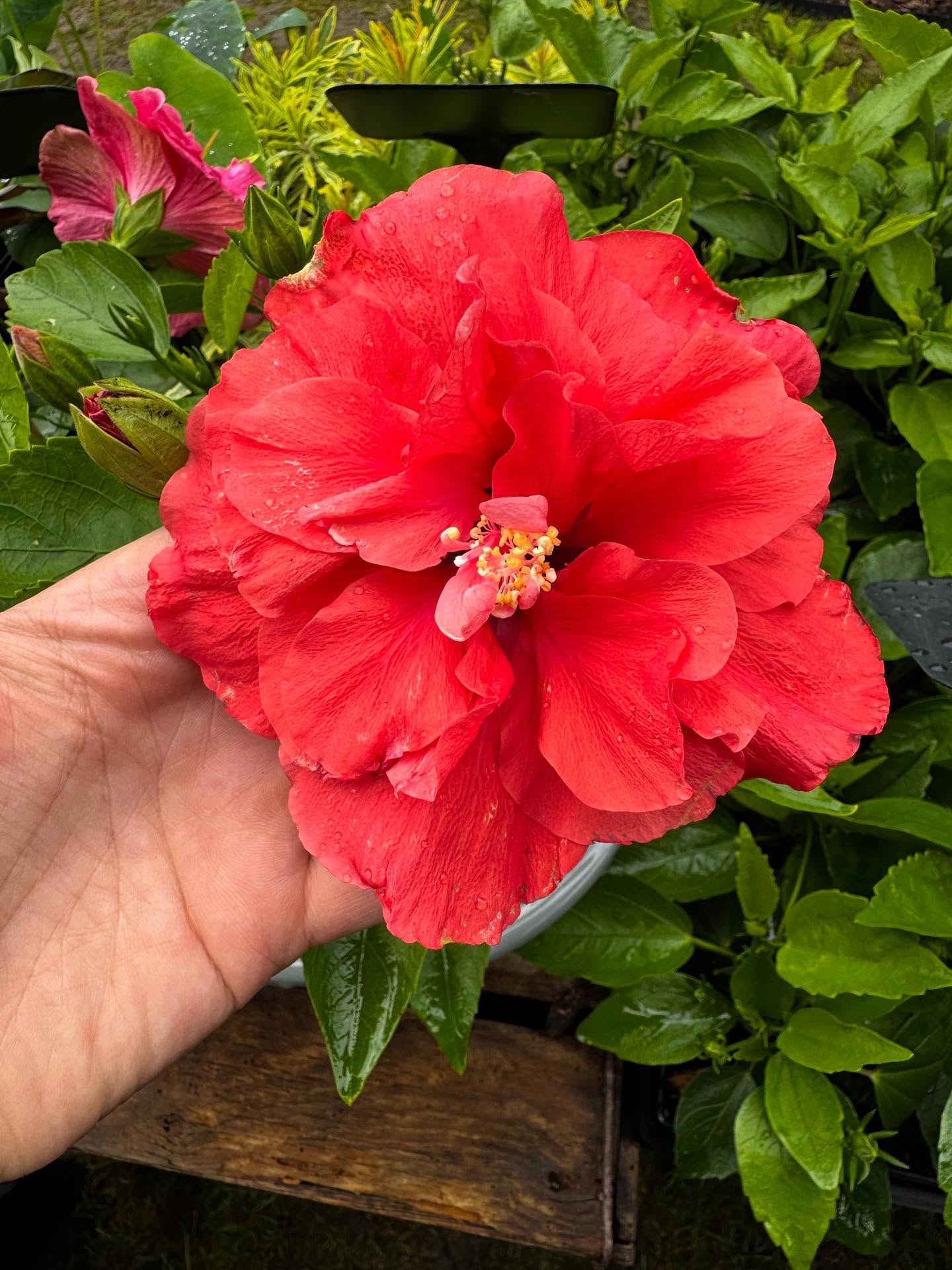 Only a few hibiscus left! #hibiscusflowers🌺 #plantsmakepeoplehappy #plantsplantsplants #exoticplants