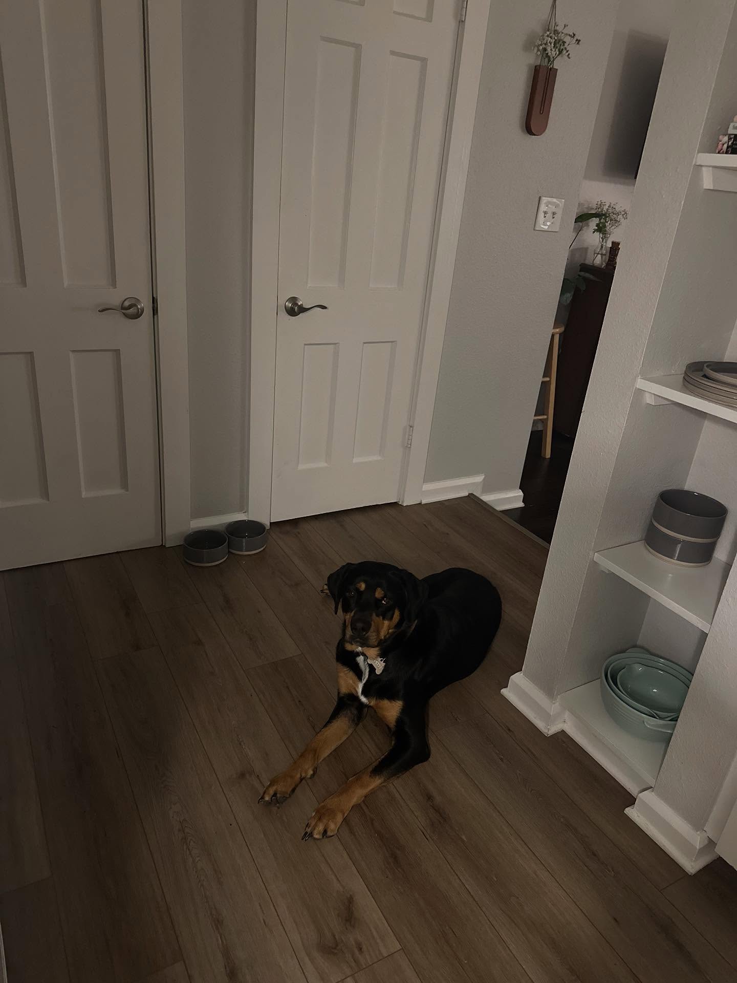 Just wanted to shout out Maddy & Copper down in TX who are killing it daily with the 15 min challenge. If you remember Berti, this is her adopted bubba. This family does right by their dogs. That’s what I look for in my clients. Period.