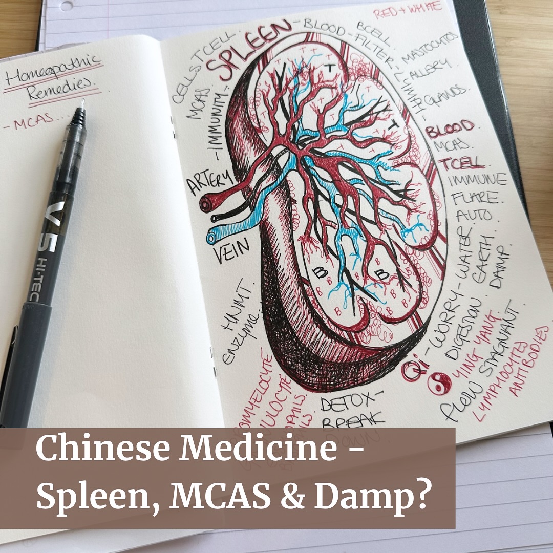 Spleen, Chinese Medicine, MCAS & Damp…connections…
In Western medicine, the spleen is seen as a central immune hub. T cells enter the spleen, interact with dendritic cells and antigens, and become activated to fight blood-borne pathogens. The spleen maintains natural killer T cells and supports memory T cell priming, ensuring long-term immune defence.
In TCM, the Spleen is considered the foundation of Qi and Blood production, transforming nutrients from food and drink into the energy that sustains life. It governs the body’s defensive Qi (Wei Qi), which protects against external pathogens. When Spleen Qi is weak, symptoms such as fatigue, poor digestion, dampness, bloating and lowered resistance appear. Mental overwork and worry are also said to weaken the Spleen, reflecting the way stress and exhaustion undermine immune resilience.
Now where does Mast Cell Activation Syndrome (MCAS) connect in.. Mast cells, like T cells, are powerful immune regulators, releasing histamine and inflammatory mediators. In MCAS, this process is dysregulated, creating a chaotic immune response to otherwise harmless triggers. From a TCM perspective, this resembles Spleen Qi deficiency complicated by dampness and heat: the body’s defences lose their balance and the system overreacts.
When the Spleen is weakened, immune stability falters, creating ground for disorders to arise… such as MCAS. Do you notice MCAS flaring in the Damp? Did your MCAS start with Damp? Autumn is the perfect time to support your Spleen health 🩸
