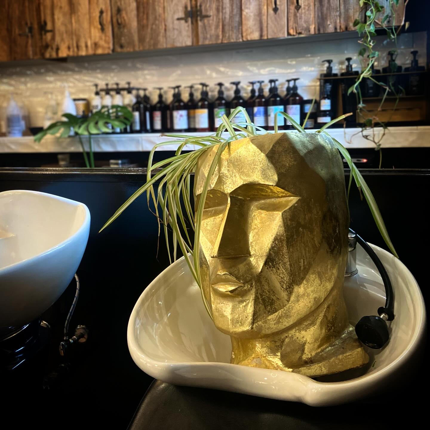 Mmm, nothing like a nice shampoo! 🧼 Be like our good friend here and treat yourself to some pampering 🫧
.
.
.
#shampootime #washandblowdry #shampooandconditioner #davines #davinesproducts #oribe #oribeproducts #treatyourselfwell #westernmass #northamptonma #spiderplants #houseplants