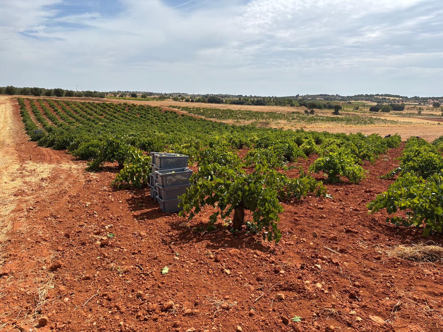 Rafa has slaved in the vineyard so you can enjoy this!
@fishshopbenburb