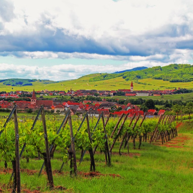 La Coeur d’Alsace 🍇🍷 One of the prettiest places in France.
The walk through the Alsace vineyards from Kaysersberg, to Ribeauville via Hunawihr and Riquewihr was one of the most beautiful days we’ve ever experienced.
#coursdalsacelorraine #alsace #kaysersberg #alsacevineyard #vineyards #alsacemylove #alsacefrance #alsace #alsacewine #alsacewineroute #vineyardsfrance #vineyardwalk