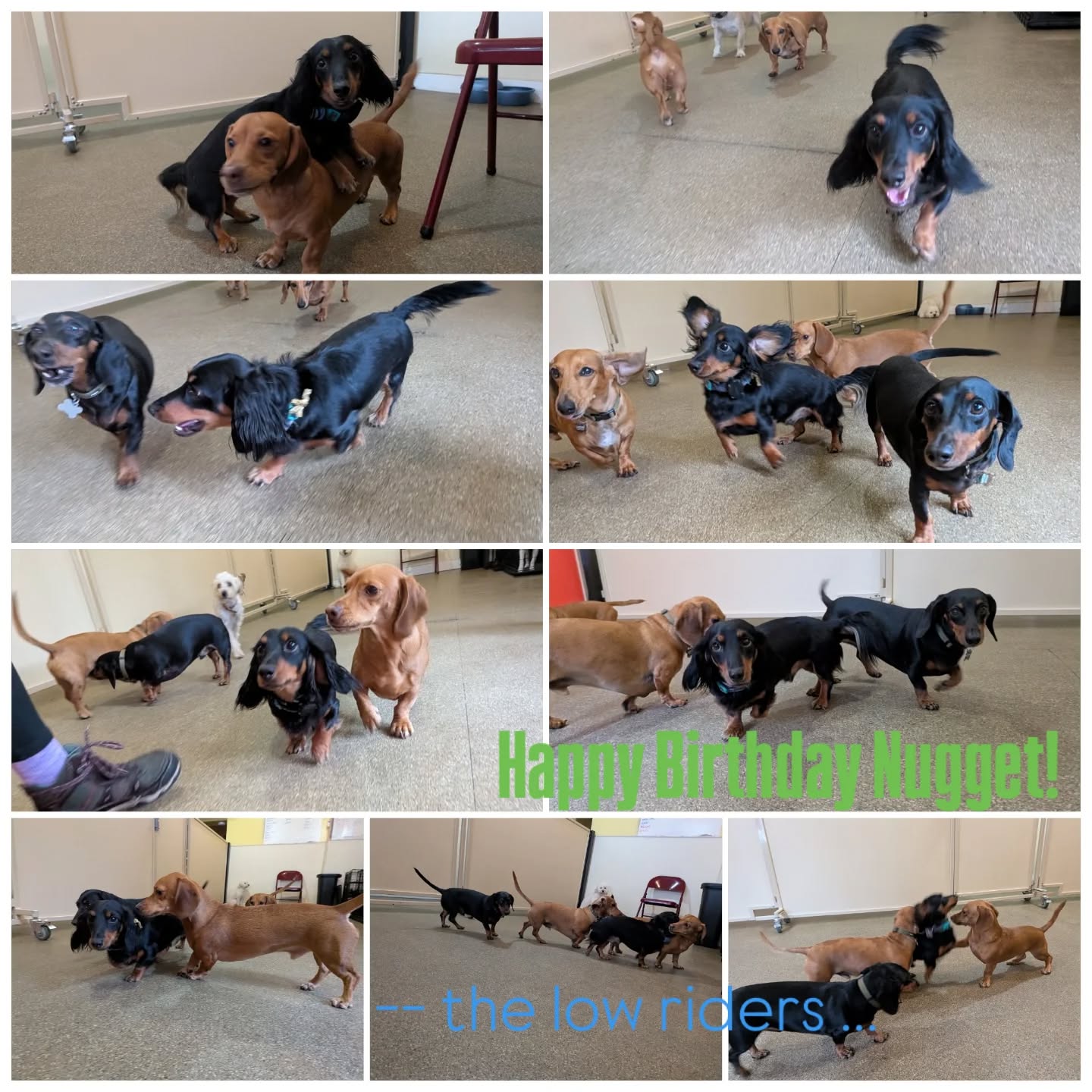 Low riders in the house showing up for Nuggets Birthday 🎂