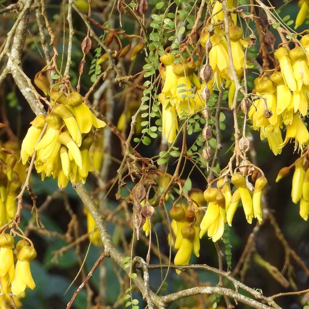 The Spring joy of the Kowhai in flower
#karamea #Karameakowhai #sophora #karameawild #newzealand #nzlife #nzwildlife #wildnz #southisland #nzsouth #southislandnz #westcoastnz #nzwestcoast #tewaipounamu #paradise #umere #arapito #littlewanganui #birdsnz #nzbirds #wildsouth #kohaihai #oparara #birdshots #birdphotos #wildlifenz #Aotearoa #nzfauna #nzflora