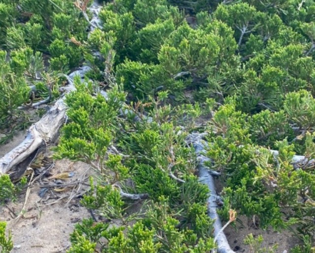 Say hello to the new arrival: Creeping Juniper! Juniper Horizontalis 🌱 This beautiful ground cover is perfect for adding color and preventing erosion. Ideal for any garden looking for a resilient and stunning option. 🌿 #CreepingJuniper #GardenGoals #PlantLove #EcosystemSpecialist #EcosystemResilient #EcosystemRestoration #LakeHuronHabitat #SandyHabitat #LowGrowingPlants #NativePlantRestoration #DuneEcosystem #NativeGroundcover #ConservationPlants #ResilientEcosystems #NativePlantCommunity #HabitatRestoration #SandDunePlants #BiodiversityBoost #EcologicalRestoration #NativePlantEcology #NaturalHabitatRecovery #AdaptiveEcosystems #SustainableLandscaping