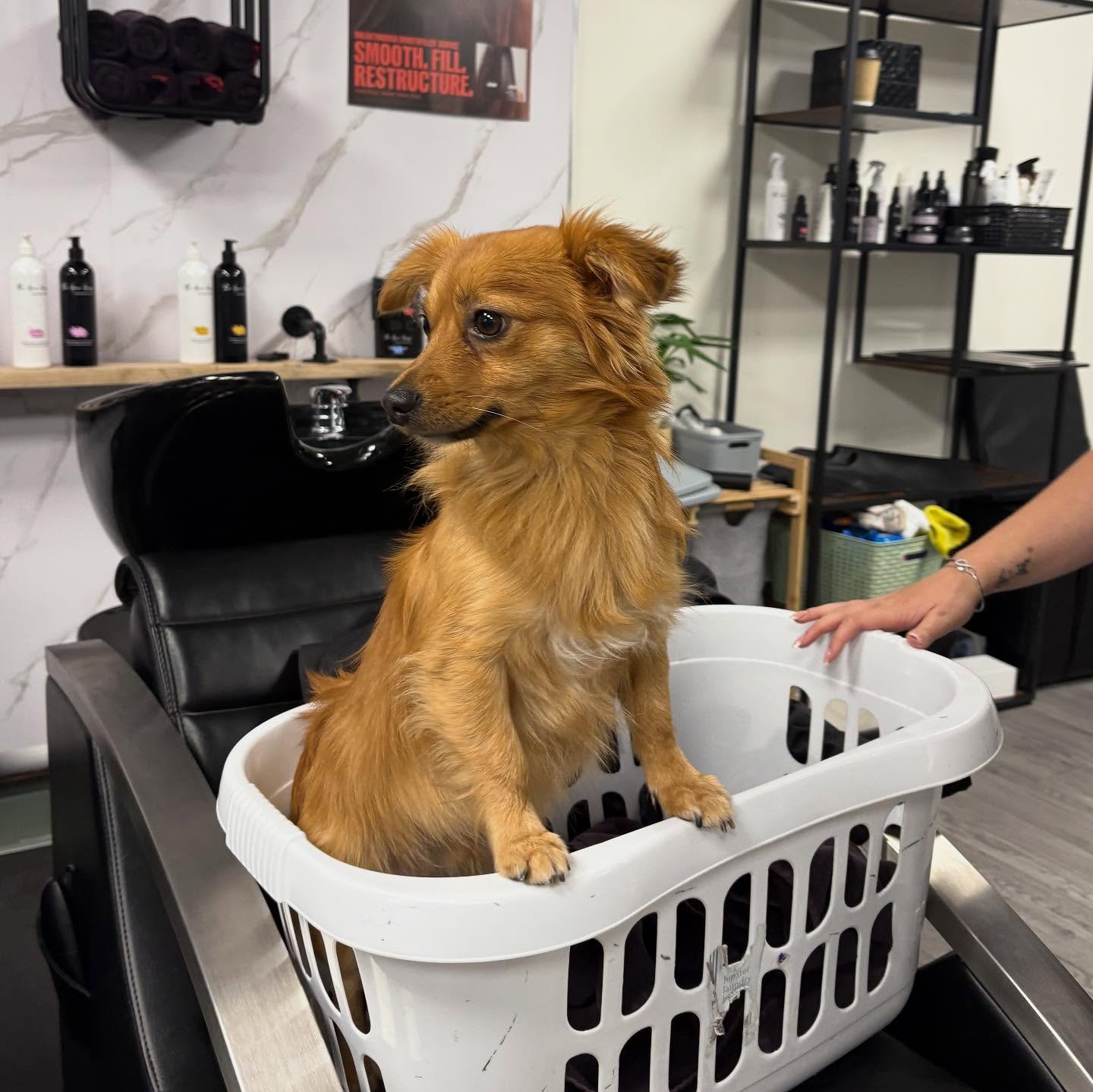 Fenny getting involved with the end of day jobs, he really does help with everything 🥺🥰
#salondoggy #perfectpooch #thehairhouse #thehairhousenewcastle