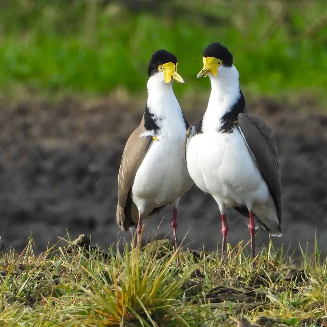 Plovers, doing their Spring dance.
#karamea #Karameaplovers #spurwingedplover #karameawild #newzealand #nzlife #nzwildlife #wildnz #southisland #nzsouth #southislandnz #westcoastnz #nzwestcoast #tewaipounamu #paradise #umere #arapito #littlewanganui #birdsnz #nzbirds #wildsouth #kohaihai #oparara #birdshots #birdphotos #wildlifenz #Aotearoa #nzfauna #nzflora