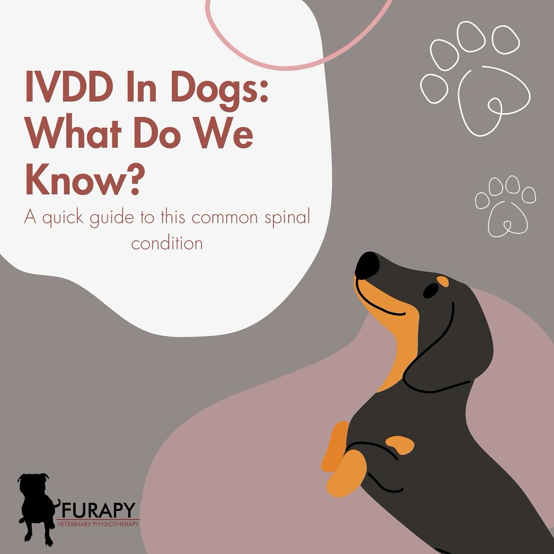 IVDD is a tough diagnosis, but it doesn’t always mean the end for your dog. 🐾
Physiotherapy can help reduce pain, rebuild strength, and keep them moving towards a better quality of life.
Think we can help your pet? Pop us a message or call!