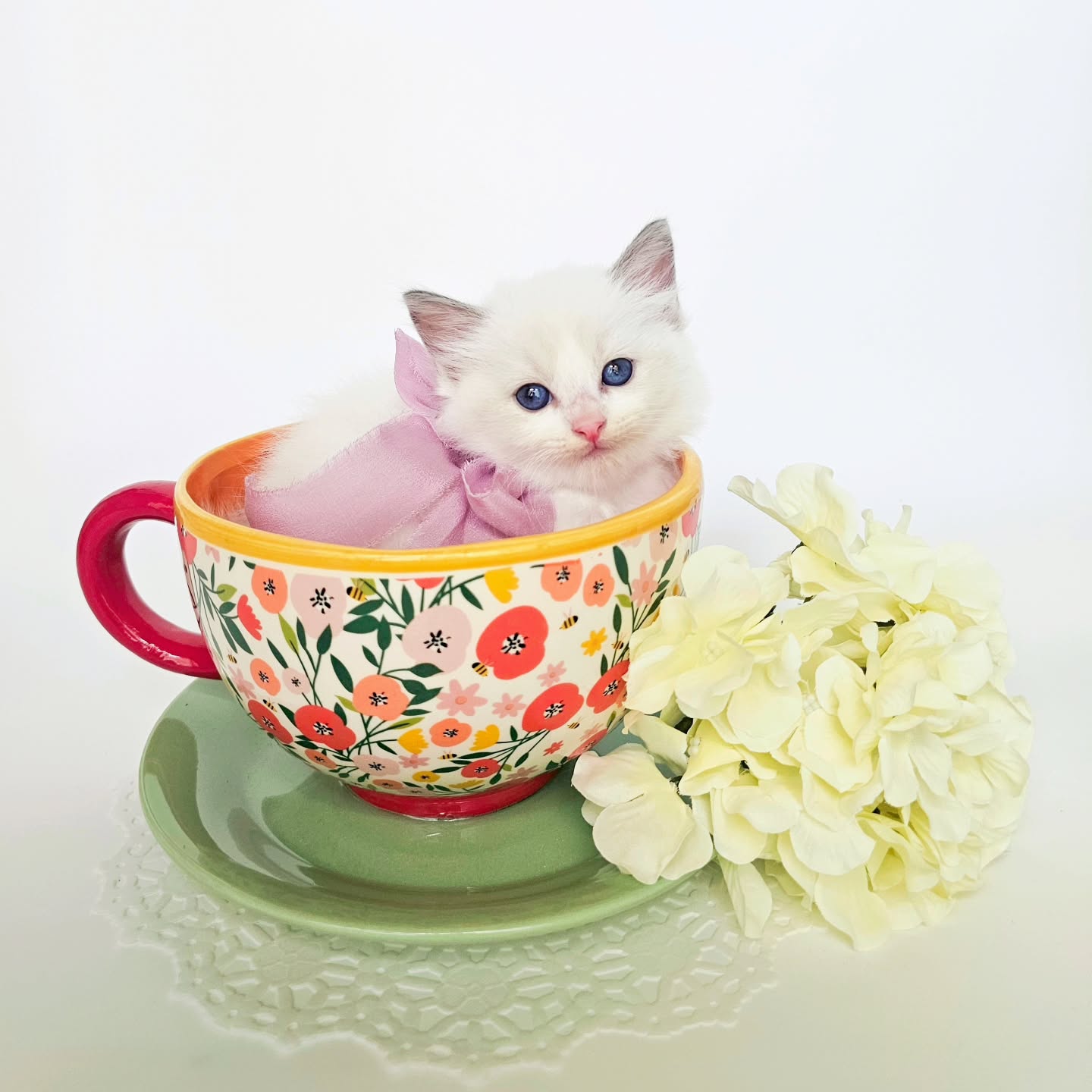 ✨ We named this kitty Lady, and it couldn’t be more true to her character! She carries herself with elegance and charm, yet she’s gentle and affectionate—just like a real little Lady. ✨
#ragdollpet ##ragdollfluff #ragdollssarasota
#ragdollsflorida