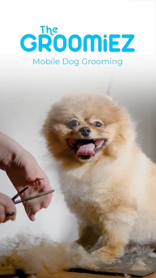 ✨🐾 Fresh, Fluffy & Stress-Free! 🐾✨
Say goodbye to car rides and crowded salons — The Groomiez Mobile Dog Grooming brings the spa directly to your doorstep! 🚐✂️🐶
✅ Professional grooming for all breeds
✅ Gentle care with premium products
✅ Stress-free experience right at home
Your pup deserves to look and feel their best 💕
📲 Book your appointment today and let us pamper your fur baby!
#TheGroomiez #MobileDogGrooming #PamperedPups #FurBabyLove #cleanpuphappypup