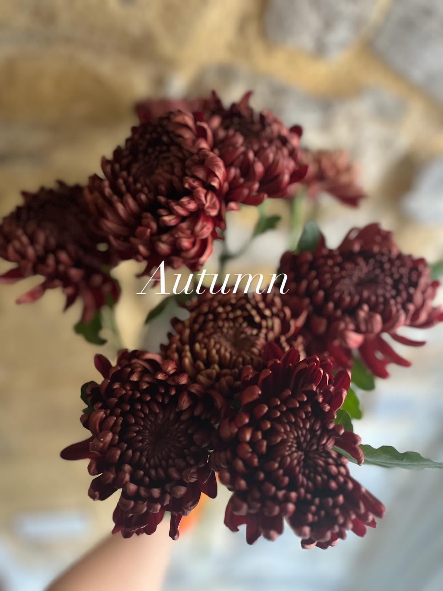 We are well and truly into the ‘ber’ months!! The rusty red tones and burnt oranges with pastel mochas are what this seasons colour palette will be heavily influenced by and I just LOVE IT!!!!