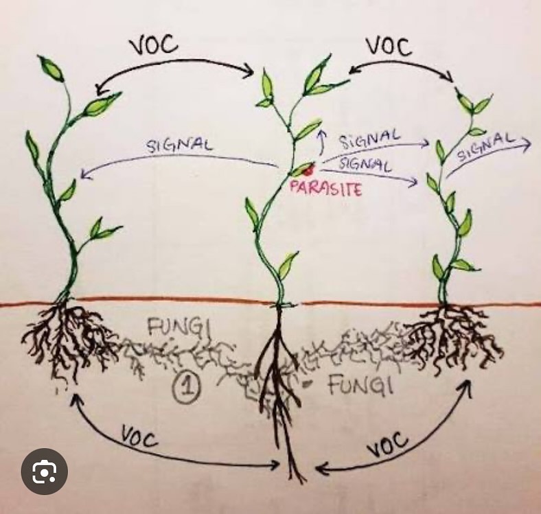 PLANT TALK - What is Plant Talk? It’s a fantastic protocol under the Bodytalk System specifically designed for plants. It uses the same core premises as the Bodytalk System which is a blend of western knowledge, Chinese medicine and quantum physics. It can be utilized to balance plants to their environment and ultimately facilitate their ability to self heal, thrive and adapt. We use these techniques in our fields to help plants that are struggling, to ensure the health, vitality and optimization of the crop and to help balance environmental factors that could be negatively influencing either the plants, soil or farm. Once a week, we connect in with the soil or the plants for a “check up” of sorts - to keep that vitality balanced and optimized. By adding mychorrizae to our plants in transplant, we also increase the plants ability to communicate with each other. Enhancing and optimizing this system.