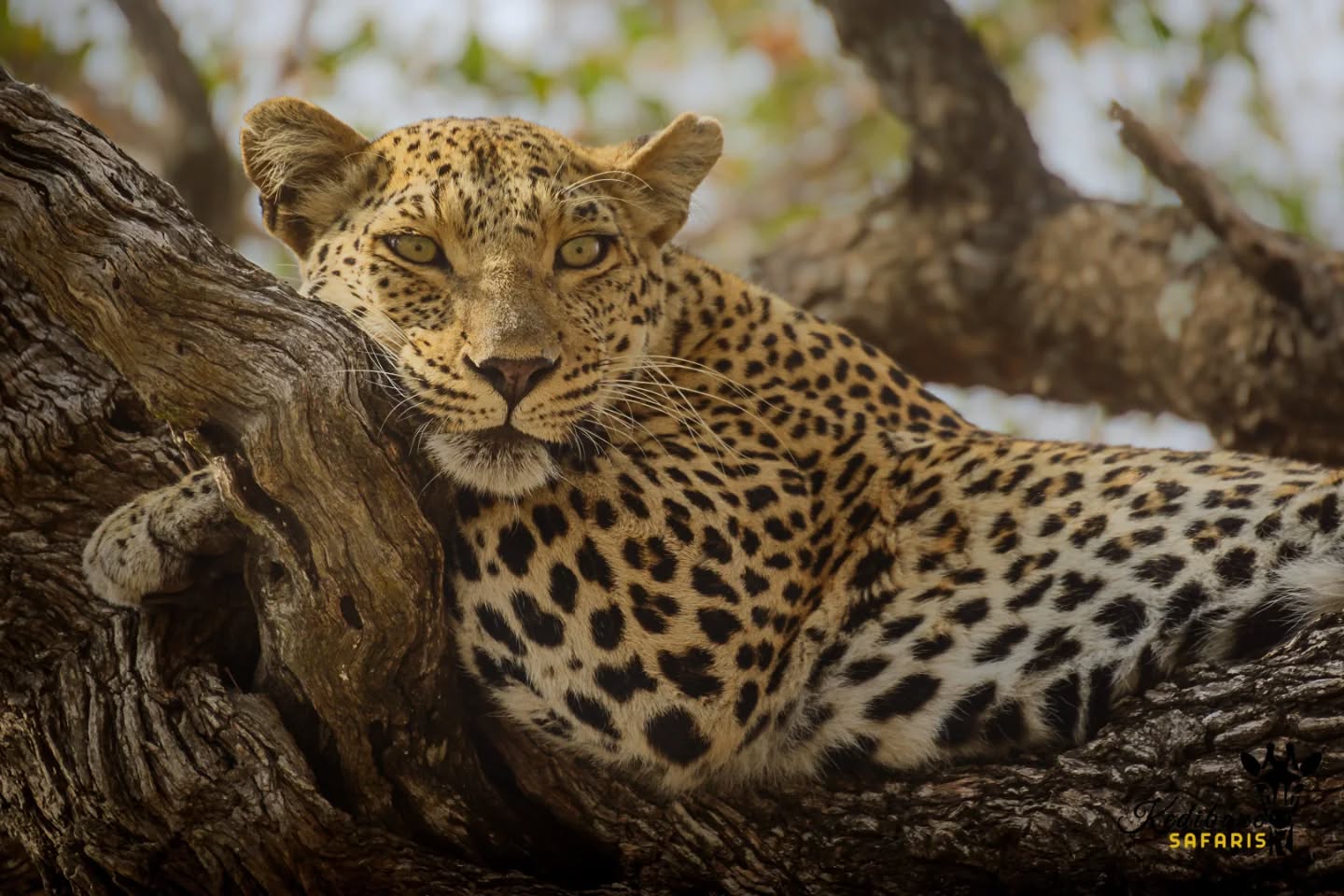 Special moment with my guests on Friday, lazy big cat up in the tree hanging almost over the road! πΎ
Follow:π
@kedibone_safaris
#leopard #bigcats #big5 #krugersafari #lazycat #naturewildlifephotography #specialmoments #kedibonesafarifamily #krugernationalpark
#bestsafaribyfar #gamedrives #wildlife #wildlifephotography #wildlifelovers #nature #natgeowild #besttimeever #wildographydudette #safariphoto #phalaborwaco #Africa #southafrica #girlpower #wedotourism #ilovesouthafrica
@krugernationalpark @phalaborwa.co.za @renataewaldwildlifephotography @meetsouthafrica