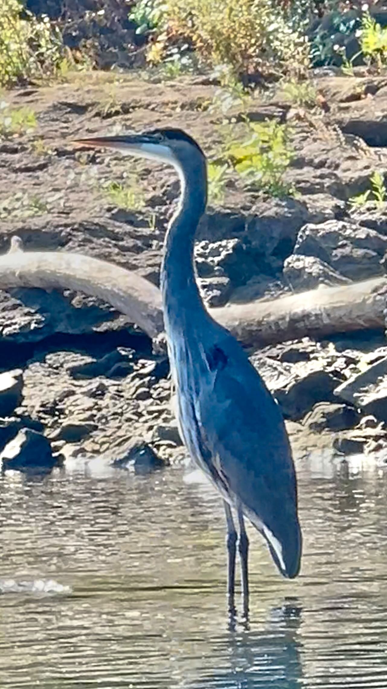 Surprise Sighting
I was so happy to see this Blue Heron up close while kayaking recently. Prehistoric beauty!
#birdfreaks
#birder
#bigbirds
#wildlifelovers
#birdoftheday
