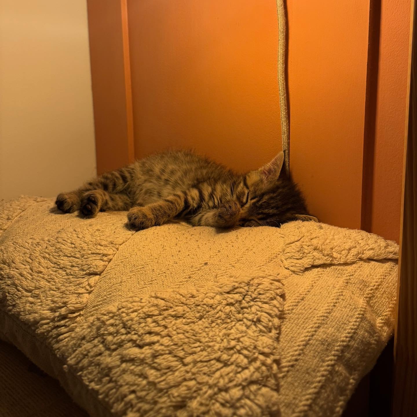 Sweet goose getting all grown up❤️