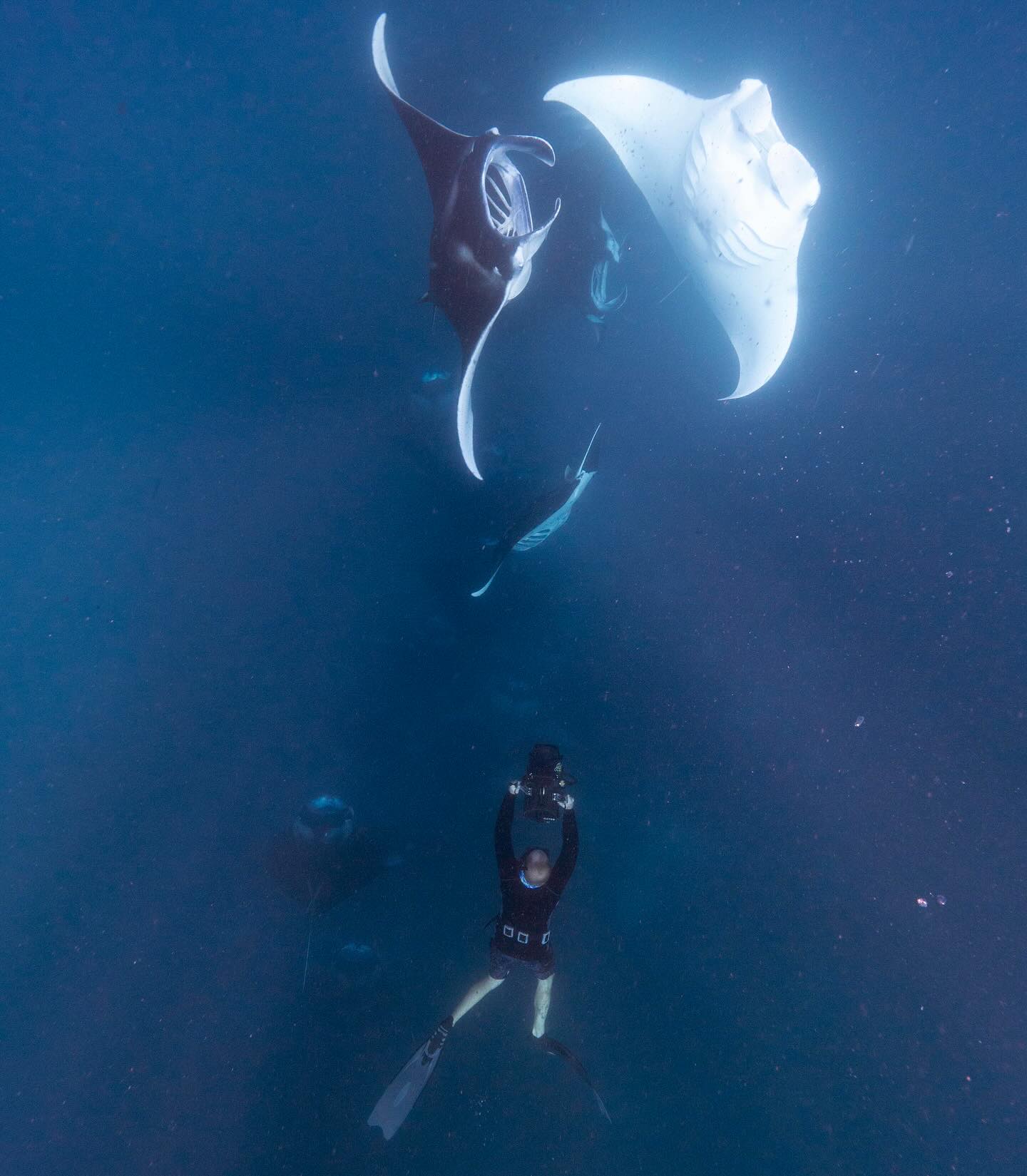 World Manta Ray Day
I’ve been lucky enough to film these remarkable creatures. This day was created to bring awareness to the plight of these animals. Threatened by targeted fisheries and bycatch. Telling their story can shine a light on conservation efforts and makes an impact.
Photos of me in action @s.hilbourne
#mantarays #ocean #freediving #saveourseas #mantaray