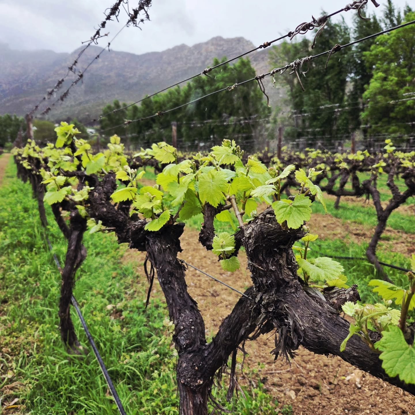 The vineyard is waking up! 💚 Our Chardonnay vines have pushed out their first fresh leaves — a beautiful promise of the vintage to come. 🍇🥂
#VineyardLife #KleinNektar #robertsonwinevalley #selfcateringaccommodation