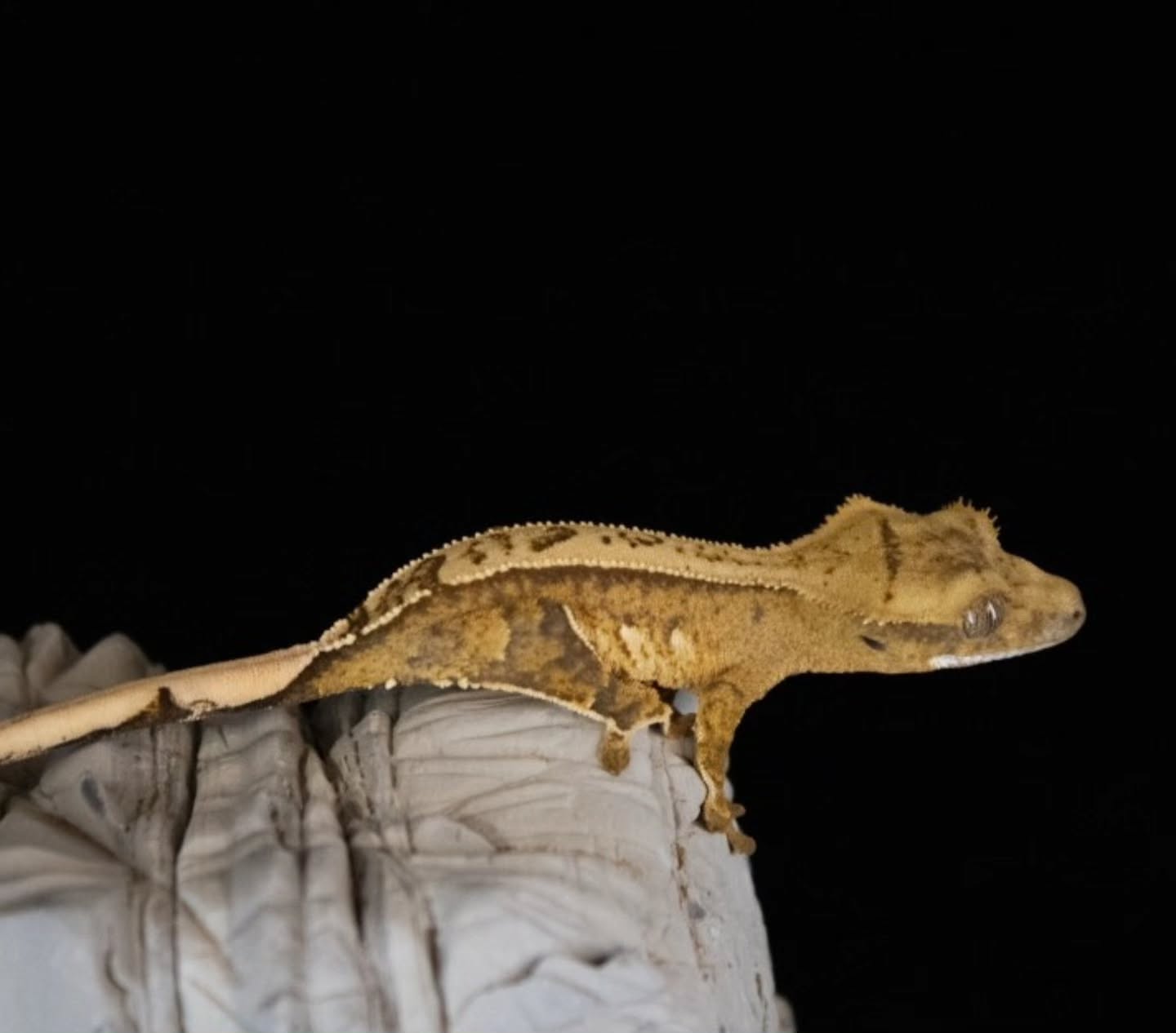 These PlutoXPea babies are developing like little Rockstars! 🎸🎸🤘🤘#crestedgeckosofinstagram #gecko #reptile #reptilesofinsta #geckos #crestedgeckos