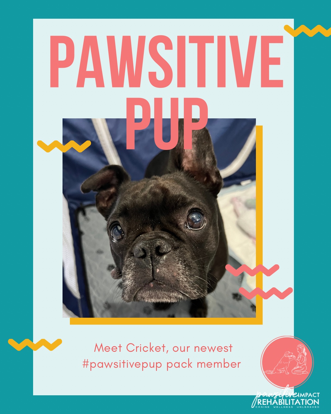 🌟 Welcome, Cricket! 🌟
This brave pup is joining us at Pawsitive Impact Rehabilitation after a hemilaminectomy — a surgery that relieves pressure on the spinal cord (often caused by a herniated disc) by removing part of the vertebra. 🦴💛
We’re excited to help Cricket build strength safely and get back to enjoying life comfortably! 🐾✨