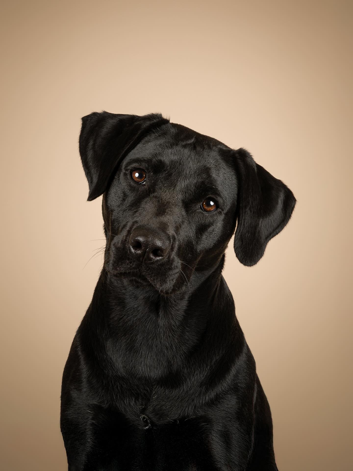 Twijfel je tussen een studio- of outdoor shoot? Hoeft niet! 🐾
Ik bied namelijk ook combinatiepakketten aan. Voor een kleinere prijs plan je twee shoots: een in de studio én een buiten. Niet op dezelfde dag, zo zorgen we dat jouw hond iedere shoot fit en energiek straalt voor de camera! 📸
👉 Benieuwd naar de mogelijkheden of wil je meer weten? Stuur me gerust een berichtje of bekijk meer informatie via de link in bio.
#outdoor #fotostudio #hondenfotografie #nijmegen #hondenfotograaf