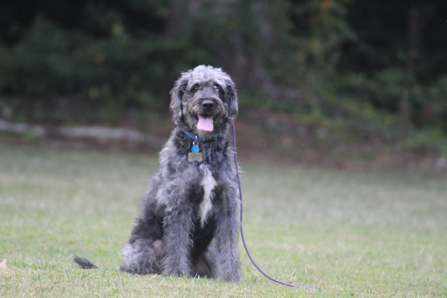 Welcome Holy! He is here to work on basic obedience and sharpen his home manners 💜