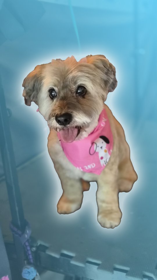 🐾✨ Yorkie mix Glow-Up Time! ✨🐾
Your furbaby deserves the royal treatment 👑🐶 From silky trims to fluffy finishes, we specialize in keeping those little personalities looking their absolute best.
🚐 The best part? We come to YOU with our mobile grooming spa – no car rides, no stress, just tail wags at your doorstep!
💖 Perfect for:
✔️ Gentle handling for small breeds
✔️ Coat maintenance & stylish cuts
✔️ Safe, cage-free, stress-free grooming
📲 Book your Yorkie’s spa day today and let The Groomiez bring the glam to your door!
#YorkieGrooming #MobileDogGrooming #TheGroomiez #YorkieLove #PamperedPup #DogGroomingAtYourDoor