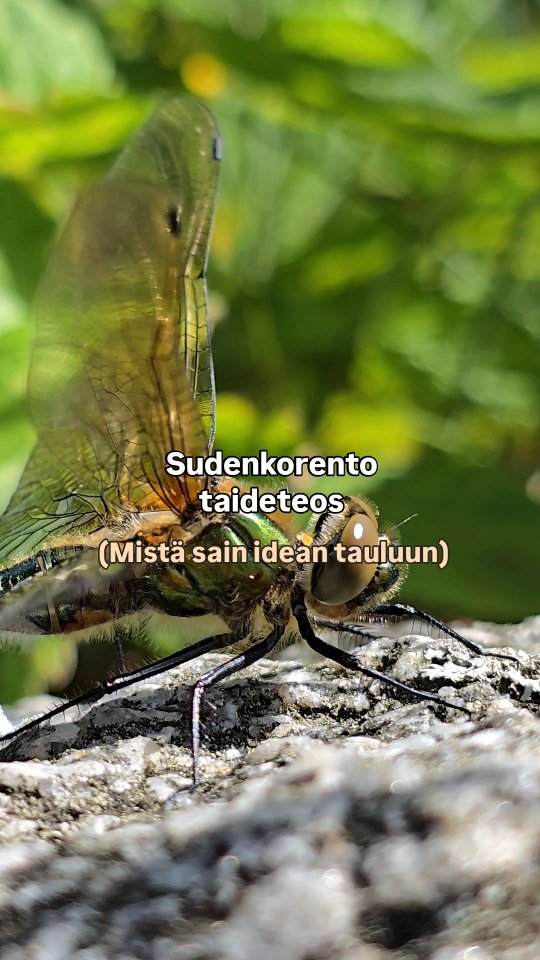 Mistä sain idean "Dragonfly's Summer Flight" taideteokseen?🤔
Tämä taideteos löytyy nyt osoitteesta rinamariahart.com valmiina löytämään uuden kodin itselleen!🖼🎨
Nimi - Dragonfly's Summer Flight
Tekniikka - Sekatekniikka, taustalla akryylimaali
Koko - 30cm x 40cm
Pohja - Canvas, puukehys
Maalausvuosi - 2025
Ripustusvalmis - Kyllä
Hinta - 250€
Käy tsekkaamassa myös muut myynnissä olevat alkuperäistaideteokset!🫶🏼
#taidettakotiin #taidettamyynnissä #taidemyynti #taidekauppa #taidetta #artsale #art #dragonfly #dragonflyart #sudenkorento #sudenkorentotaide #rinamariahart #rinamariah #taide #artcollectors