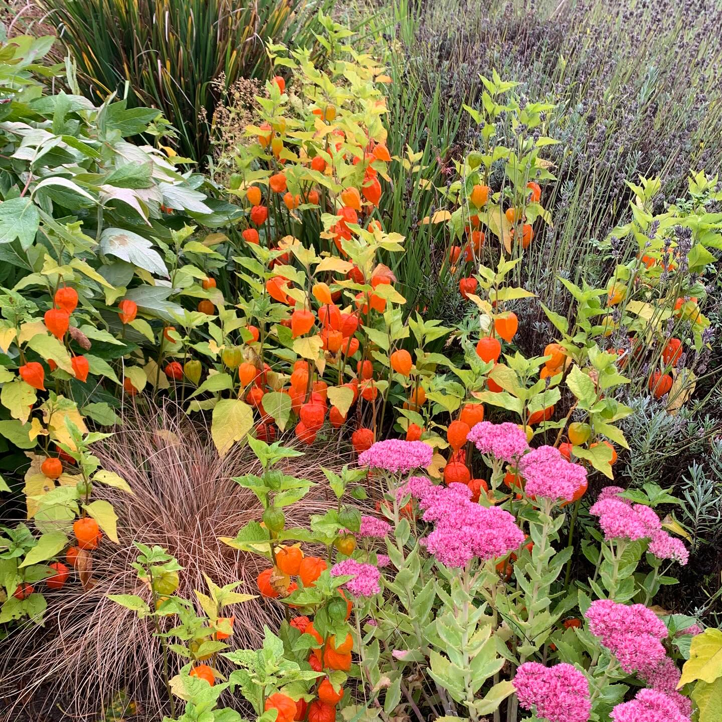 Autumn vignette. A little seasonal corner of Alastair’s border, featuring Hylotelephium and Alkekengi (Chinese lanterns). The latter do tend to travel around but I wouldn’t be without them at this time of year!
If you’re interested in finding out more about our garden in South-east Scotland, you might like to read our regular blog. You can find the link in our profile bio or visit www.thescottishcountrygarden.com. Check out our latest post ‘Wishing Summer farewell.’
#gardenblog #garden #thescottishcountrygarden #scottishcountrygarden #gardenbloguk #scottishgardenblog #headgardenersblog #countrygardenblog
#gardenblogger #autumngarden#scottishgarden #scottishgardener #gardenjournal #scottishgardenjournal #gardendiary #gardenersdiary #oldgarden #walledgarden #oldfashionedgarden #walledgardenblog #gardeninscotland #thegardeninseptember#septembergarden
#gardenwriter #ukgarden #gardensofScotland #gardensofgreatbritain