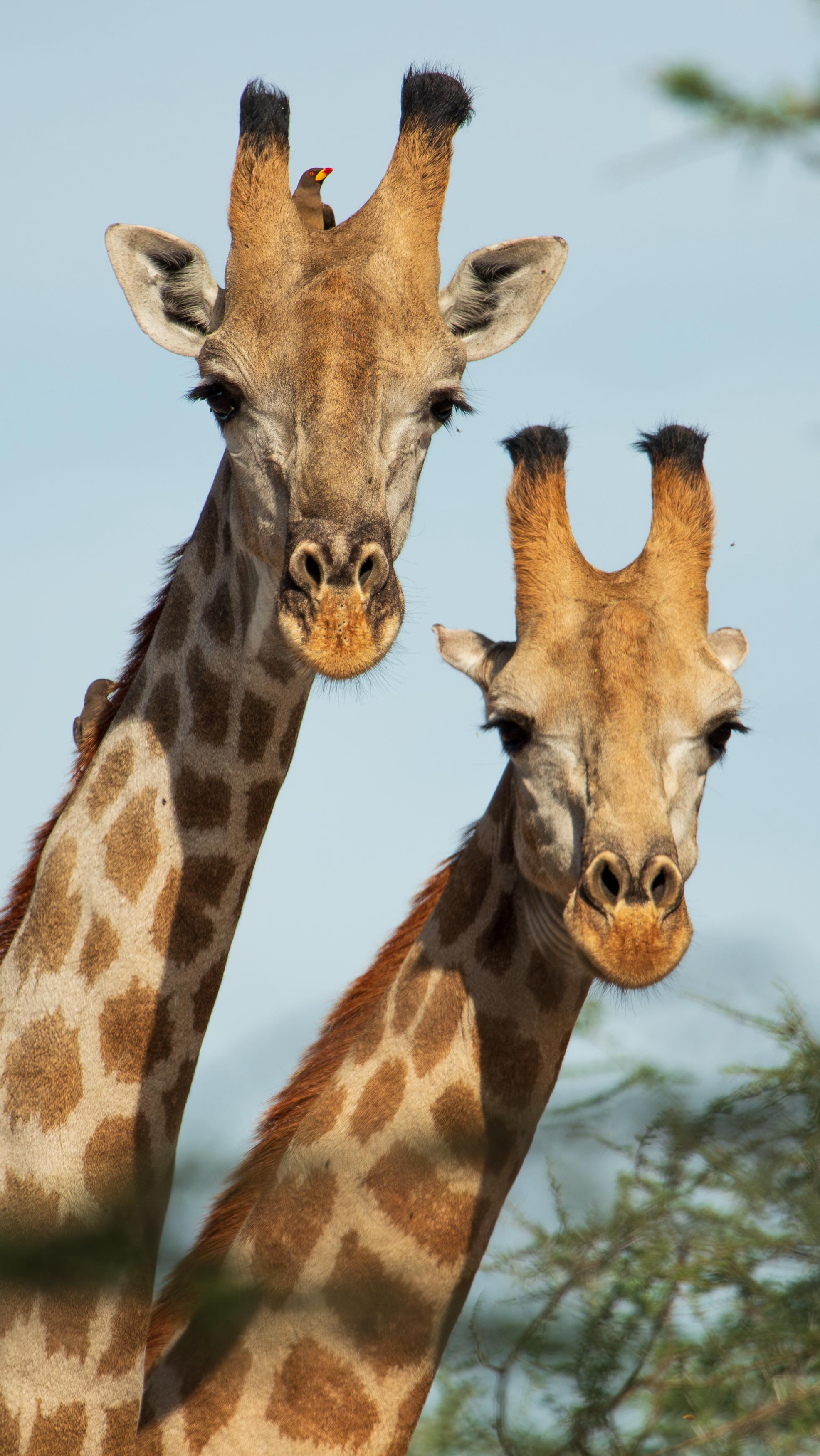 Every sunrise at Bomani reminds me why I love this place. The stillness breaks with the lions calling in the distance, and before long we’re following fresh tracks through the sand. Buffalo gather to drink at the pan, elephants move silently beside us, and giraffes stretch lazily into the morning light. Surrounded by the beauty of the bush, I get to share these moments with guests seeing it all for the very first time. Out here with Isithombe Safaris — it’s a dream coming alive, and you are the one living it. #IsithombeSafaris #BomaniCamp #AfricanSafari #SafariLife #imvelosafarilodges #WildlifeEncounters #BushLife #AfricanWildlife #TravelAfrica #ExploreAfrica #BucketListTravel