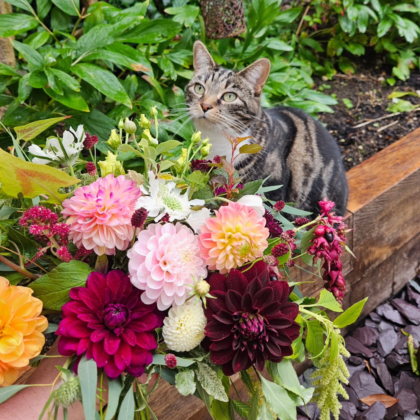 Quality control in action at last weekend's wedding....all Connie Vera Flowers bouquets come Cookie approved! 👌😺
#weddingflower
#bridalbouquet
#surreyweddingflowers
#surreyweddingflorist
#autumnwedding
#carshalton
#carshaltonbeeches
