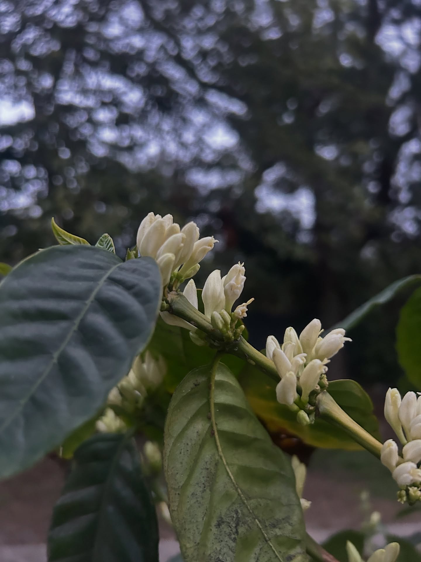Before the beans… the blossoms steal the spotlight 🌼☕
#flower #spotlight #blossom #coffeetree #coffee #coffeefarm #farming #explore #explorepages #instagood