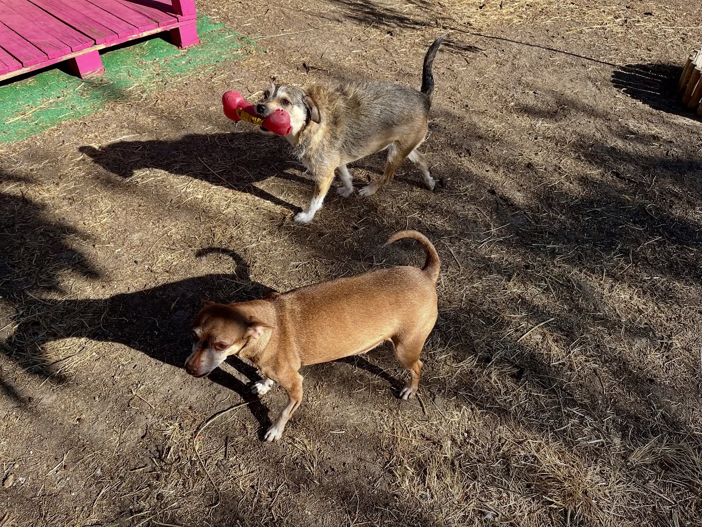 #cuidadoresdeperros #madrid #mascotas #españa #igersmadrid #perros #dogs #dogsofinstagram #perrospequeños #dogslife #dogfriend #fotosdeperros #comoencasa #vacaciones #doglover #pomeranian #chihuahua #caniche #bichón #bichonmaltes #shitzu #shitzulovers #pomerania #pomeraniaespaña #verano #verano2025 #summer