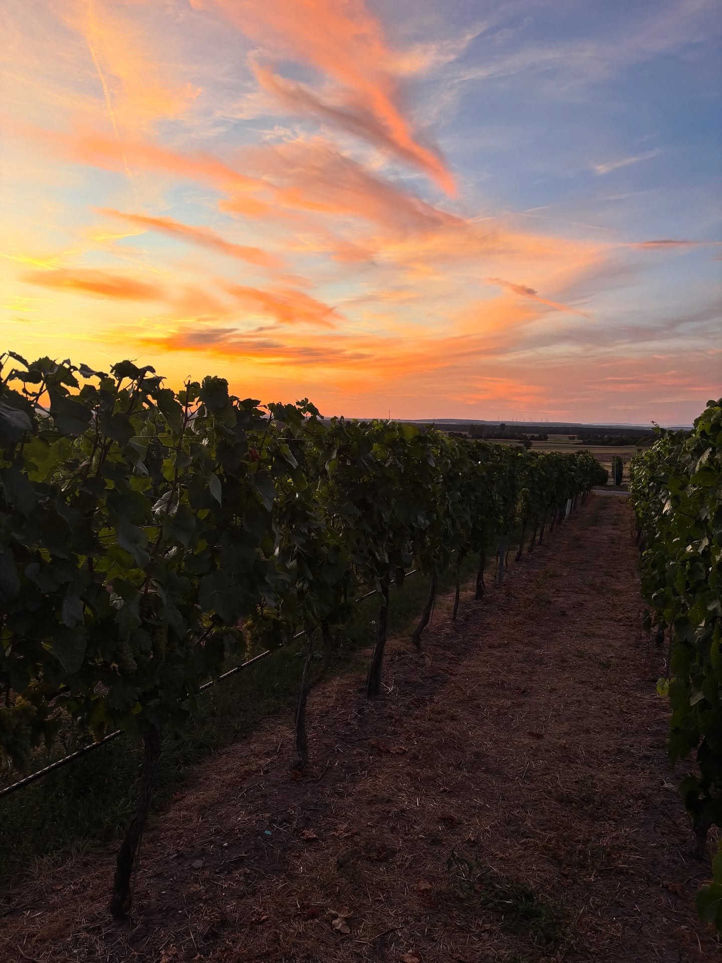 Wie schön kann der Himmel sein?
Die letzten Lesetage brechen an, Silvaner und Spätburgunder wurden nochmal akribisch überprüft, und die Mostgewichte mit dem Refraktometer gemessen.
🌿🍇
Bei so einem Sonnenuntergang arbeitet man doch gerne abends länger 😎
wein #winelover #vineyard #weinberg #winecountry #winelife #weinliebe #winery #vineyardviews #sunsetvibes #weinzeit #frankenwein #silvaner #weinmoment #weinbau #weingenuss #vineyardlife #instawine #weinfreunde #terroir